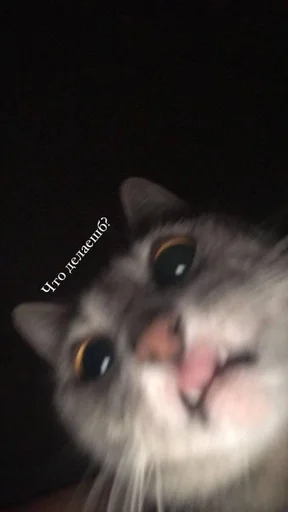Эмодзи Cats