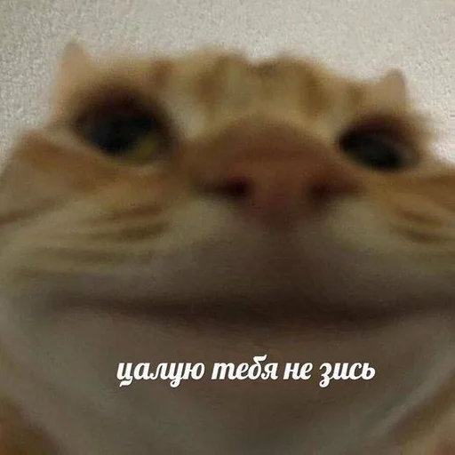 Эмодзи Cats