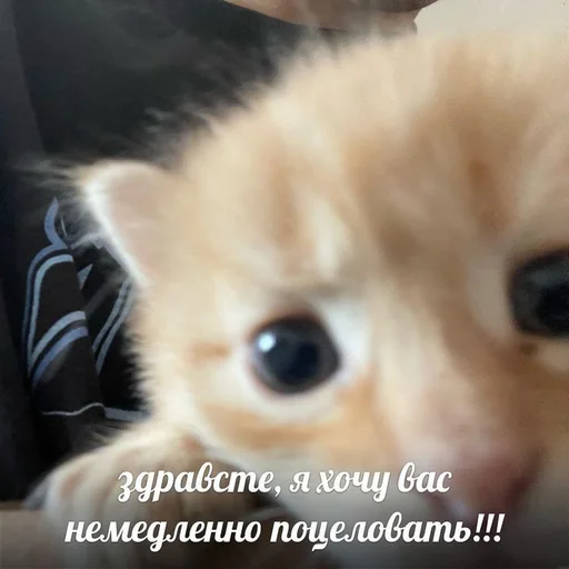 Эмодзи Дмитрий ☑️