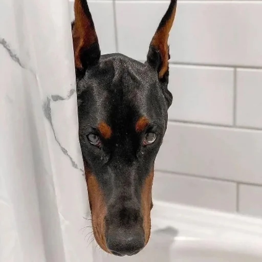Эмодзи Doberman