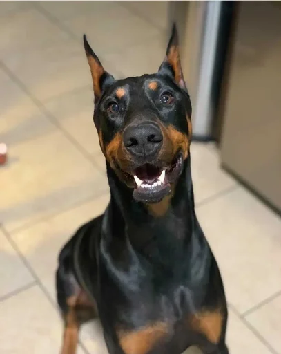Эмодзи Doberman