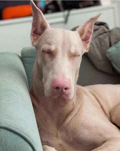 Эмодзи Doberman