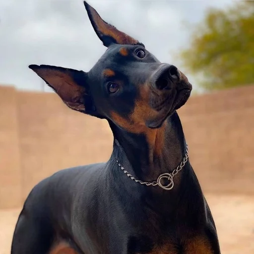 Эмодзи Doberman