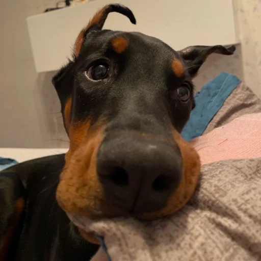 Эмодзи Доберман