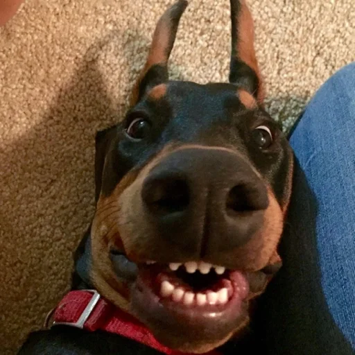 Эмодзи Доберман