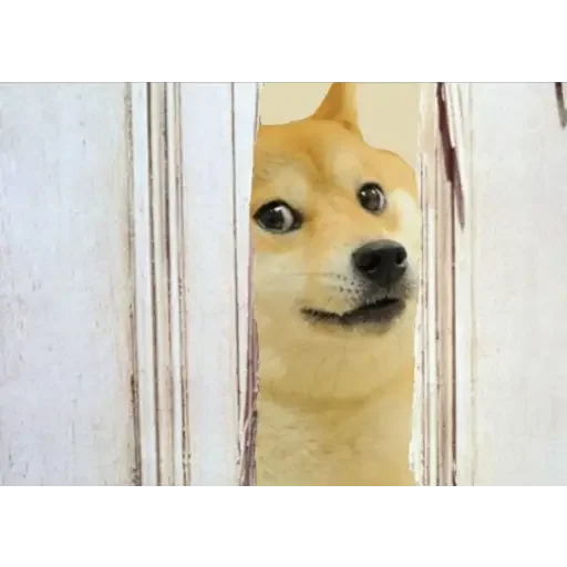 Эмодзи Doge(Ⲁⲡⲁⲛⲟⲅⲃ)