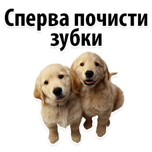 Эмодзи ?Собачий Слэнг