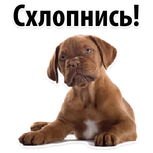 Эмодзи ?Собачий Слэнг