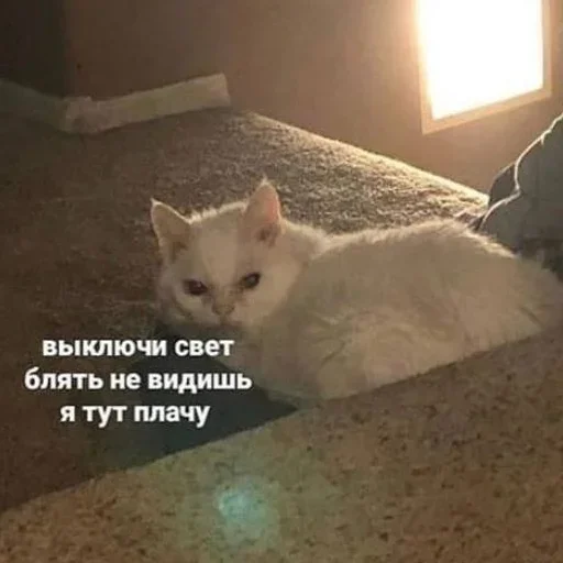 Эмодзи Кот