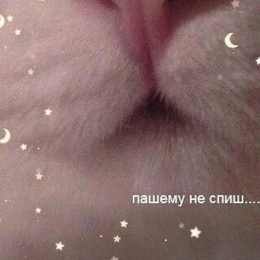 Эмодзи Кот
