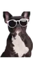 😎