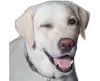Эмодзи DOGS