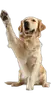 Эмодзи DOGS
