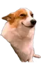 Эмодзи DOGS