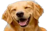 Эмодзи DOGS