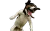 Эмодзи DOGS