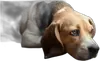 Эмодзи DOGS