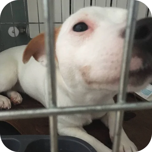 Эмодзи Джерри