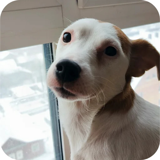 Эмодзи Джерри