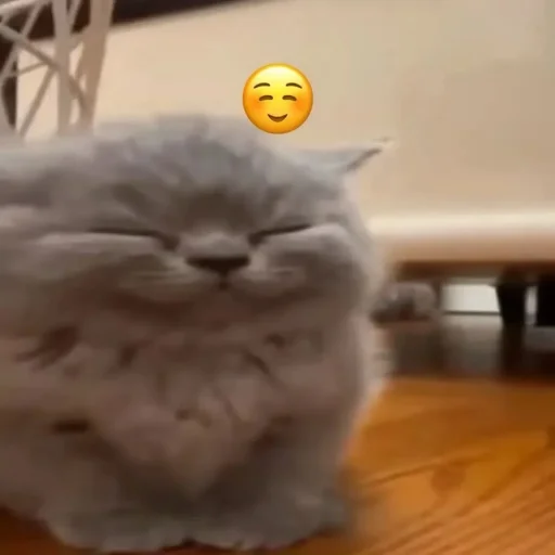 Эмодзи Котики