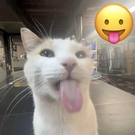 Эмодзи Котики