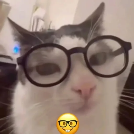 Эмодзи Котики