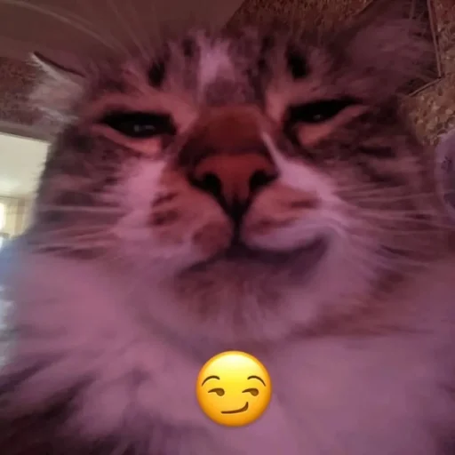 Эмодзи Котики