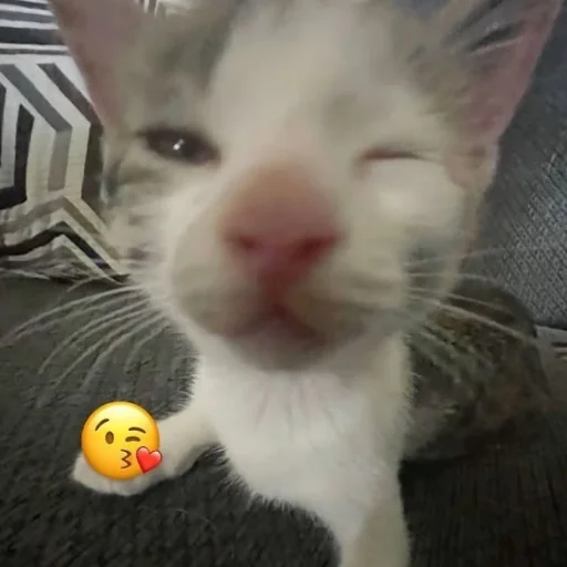 Эмодзи Котики