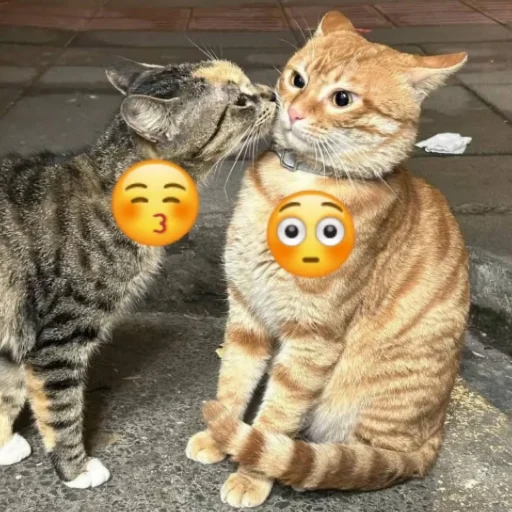 Эмодзи Котики