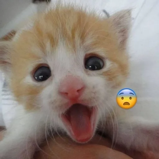 Эмодзи Котики