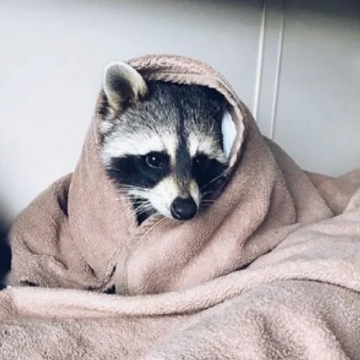 Эмодзи Енотики