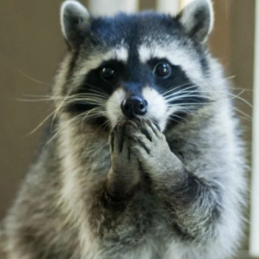 Эмодзи Енотики