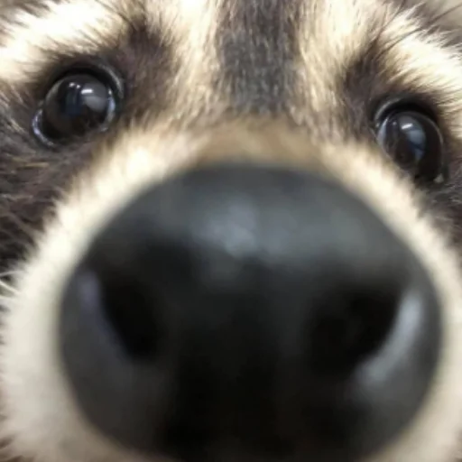 Эмодзи Енотики