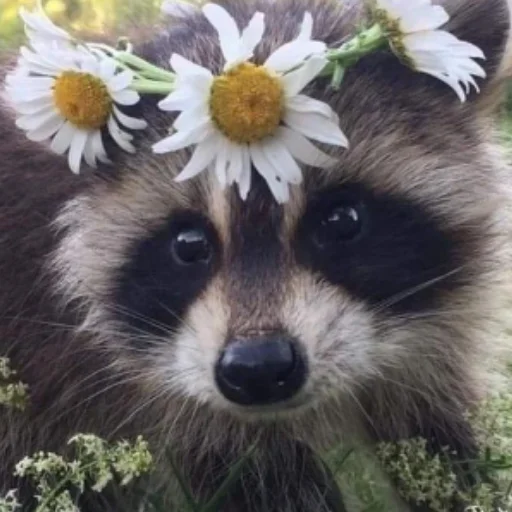 Эмодзи Енотики