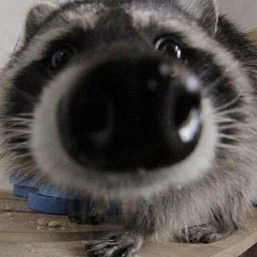 Эмодзи Еноты