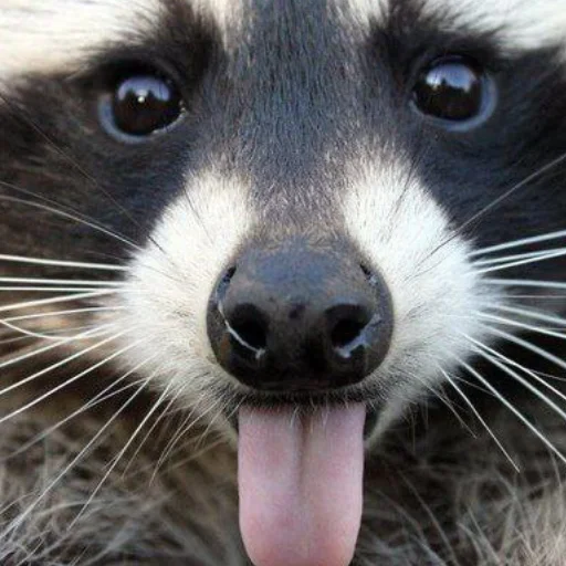 Эмодзи Еноты