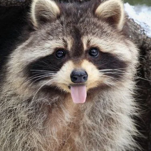 Эмодзи Еноты