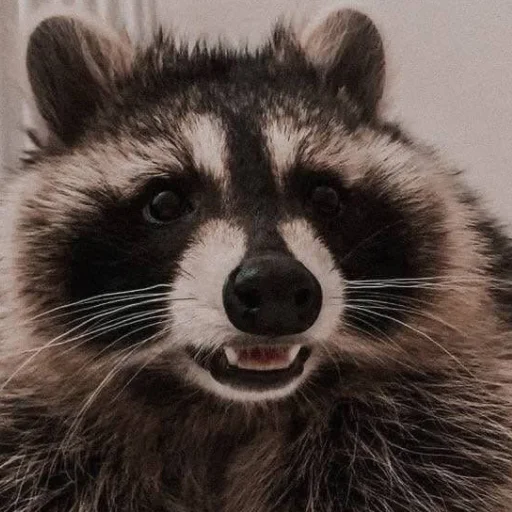 Эмодзи Еноты