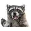 Эмодзи Raccoon