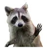 Эмодзи Raccoon