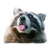 Эмодзи Raccoon