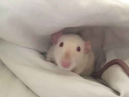 Эмодзи Epic rat