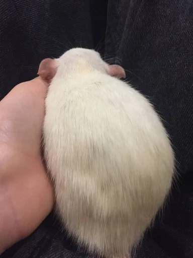 Эмодзи Epic rat