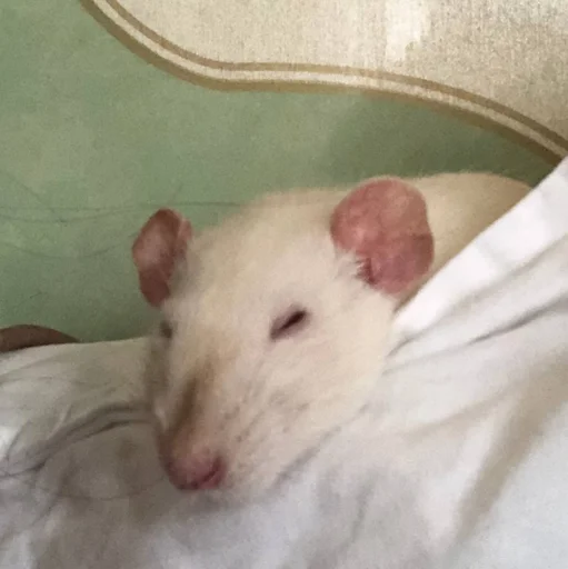 Эмодзи Epic rat