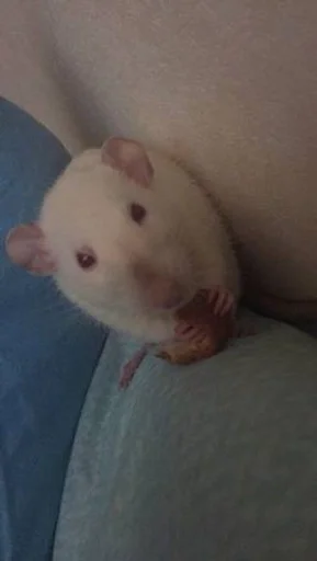 Эмодзи Epic rat