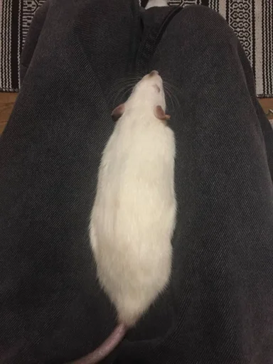 Эмодзи Epic rat