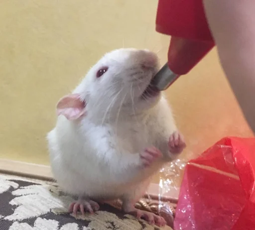 Эмодзи Epic rat