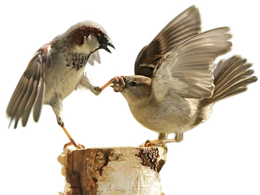 Эмодзи birbs