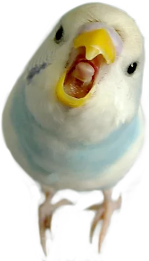 Эмодзи birbs