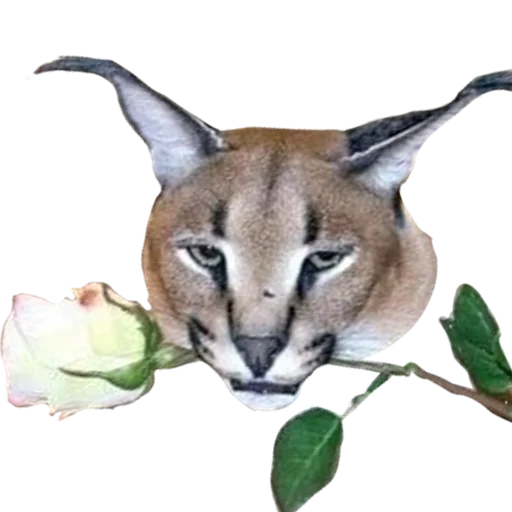 Эмодзи Большой Шлепа